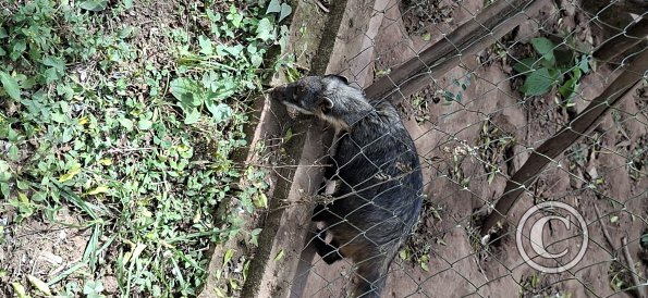Wild animal refuge (12)