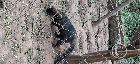 Wild animal refuge (13)