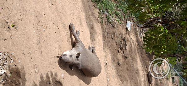 Wild animal refuge (16)