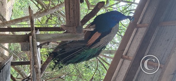 Wild animal refuge (17)