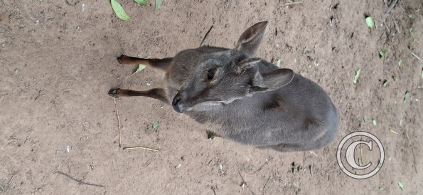 Wild animal refuge (18)