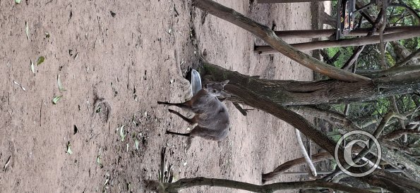 Wild animal refuge (19)