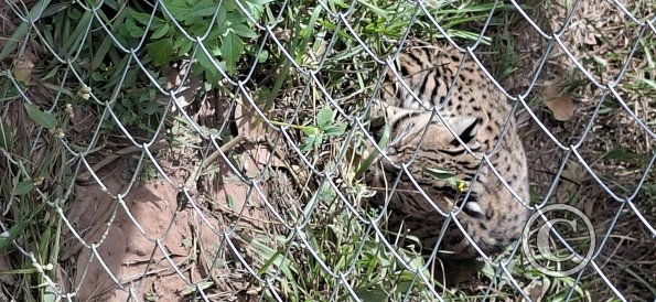 Wild animal refuge (2)