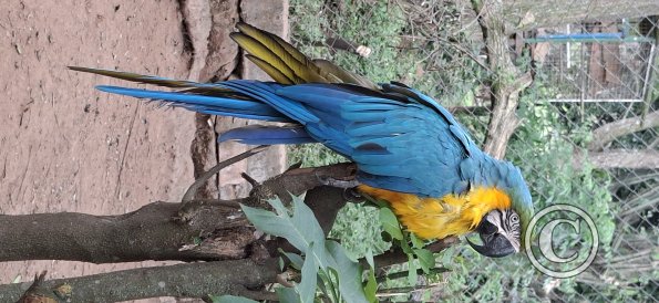 Wild animal refuge (20)