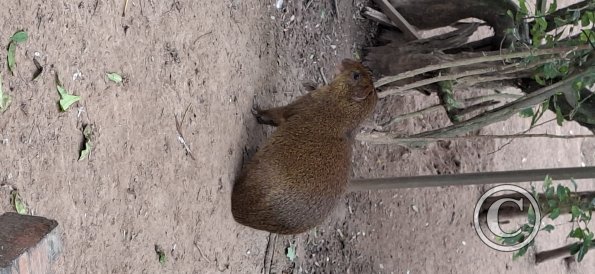 Wild animal refuge (21)