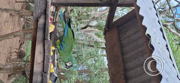 Wild animal refuge (22)