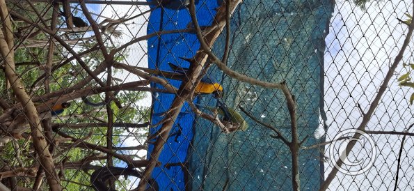 Wild animal refuge (23)