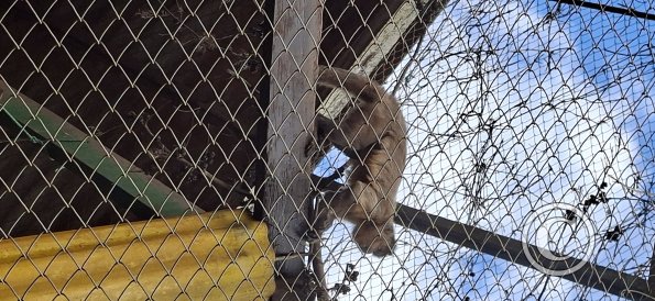 Wild animal refuge (24)