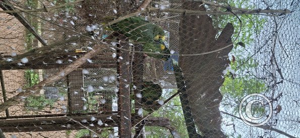 Wild animal refuge (25)