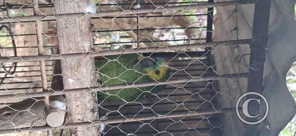 Wild animal refuge (26)