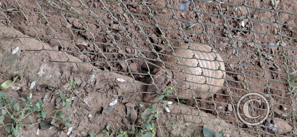 Wild animal refuge (29)