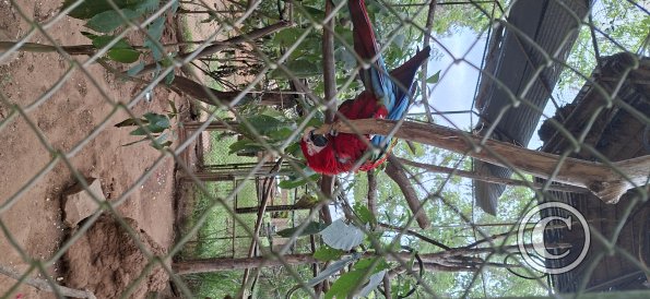 Wild animal refuge (30)