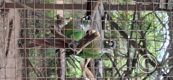 Wild animal refuge (31)