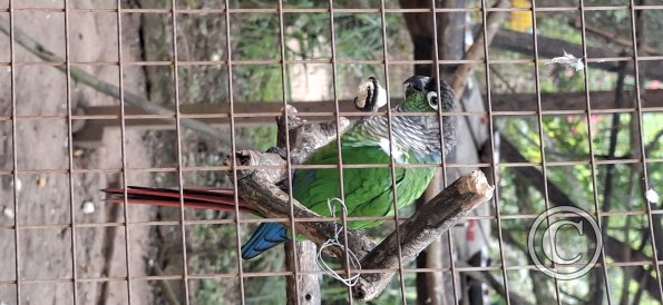Wild animal refuge (32)