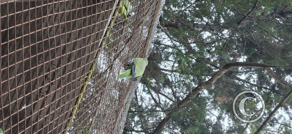 Wild animal refuge (33)