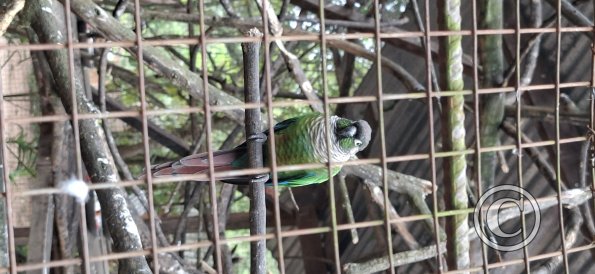Wild animal refuge (34)