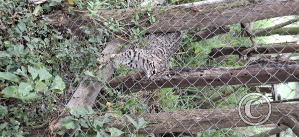 Wild animal refuge (5)