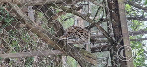 Wild animal refuge (6)