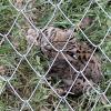Wild animal refuge (8)
