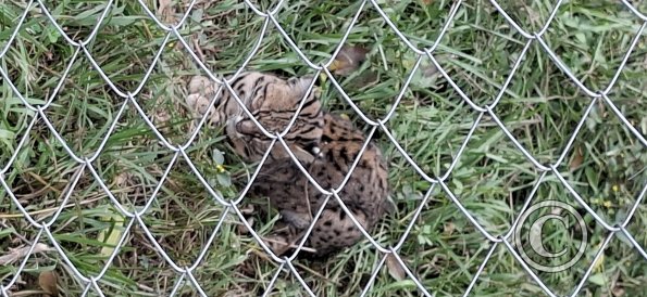 Wild animal refuge (8)