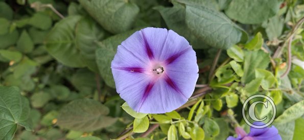 flower (2)