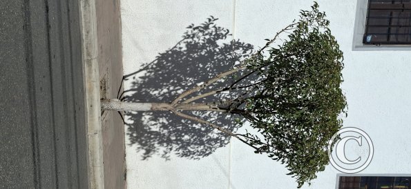 Calle Eduardo Avaroa