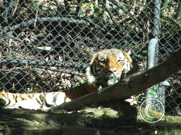 picture-047_17264411973_o