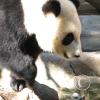 picture-066_17469601160_o