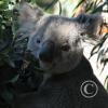 picture-081_17631020956_o