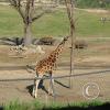 picture-152_17470470500_o