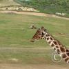 picture-157_17631781926_o