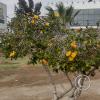 Parque Brasil, Calle Chacauca y Av. Chile y Av. Gen. Velasquez (8)