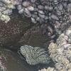 ex-Isla del Alacran (18)