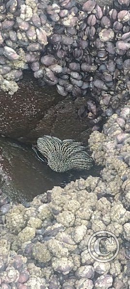 ex-Isla del Alacran (18)