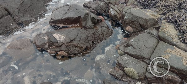 ex-Isla del Alacran (24)