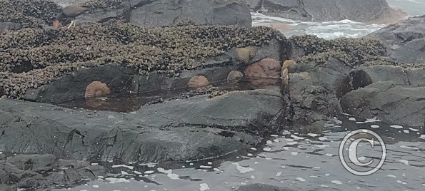 ex-Isla del Alacran (30)