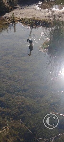 Rio Loa (7)
