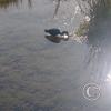 Rio Loa (8)