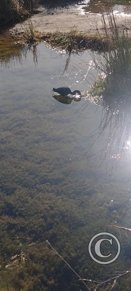 Rio Loa (8)