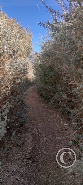 Rio Loa trail (2)