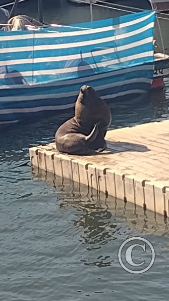 Port of Iquique (10)