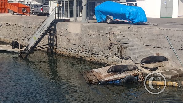 Port of Iquique (15)