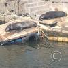 Port of Iquique (16)