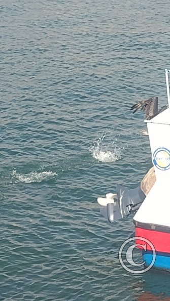 Port of Iquique (7)