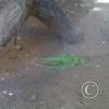 IMG00262