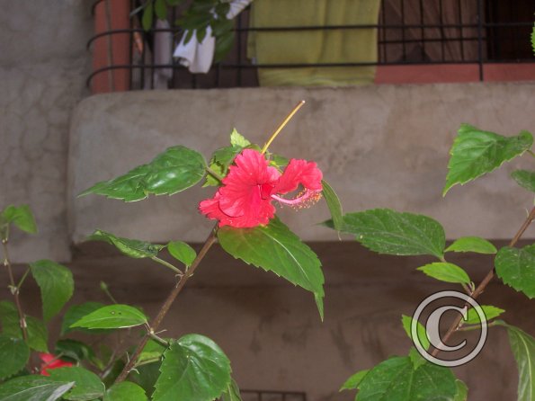 some-red-flower_19395951245_o
