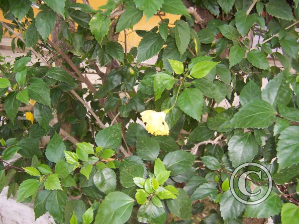some-yellow-flower_19208343670_o