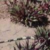 iguana_in_the_garden