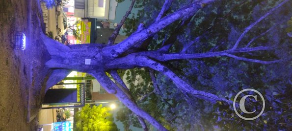 Parque Simon Bolivar at Carrera 6 and Calle 9 (3)