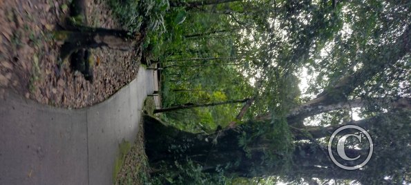 Sendero Ecologico alongside Rio La Hormiga (3)
